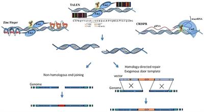Advances in delivery systems for CRISPR/Cas-mediated cancer treatment: a focus on viral vectors and extracellular vesicles